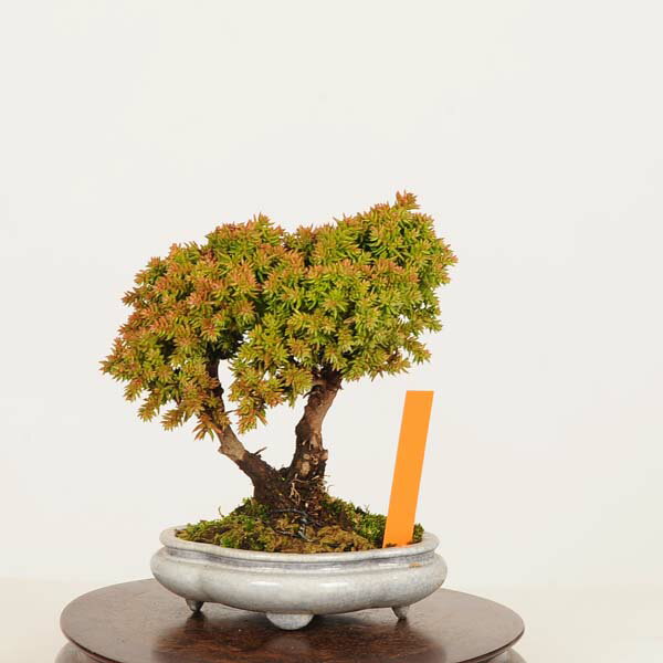 Other - 盆栽：杉*現品 すぎ　スギ　Sugi bonsai ミニ盆栽