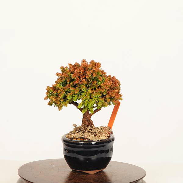 Rakuten - 盆栽：杉*現品 すぎ　スギ　Sugi bonsai ミニ盆栽