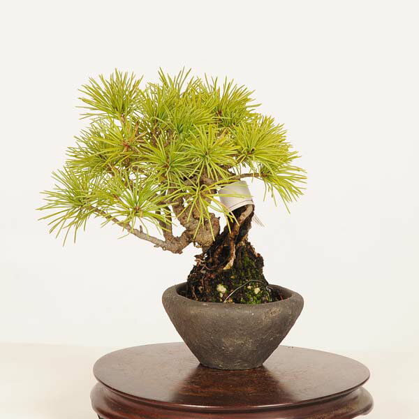 Rakuten - 盆栽：実生五葉松* 一点物　現品 ごようまつ　ゴヨウマツ　Goyoumatsu bonsai ミニ盆栽