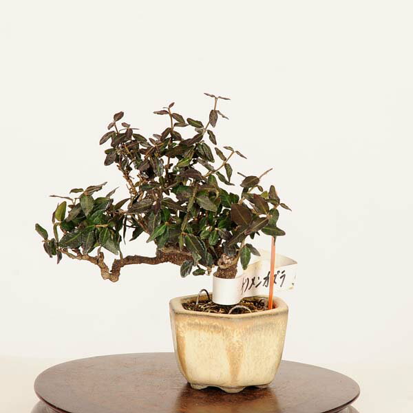 Rakuten - 盆栽：縮緬葛（チリメンカズラ）*現品 一点物 ちりめんかずら　 Kazura bonsai ミニ盆栽