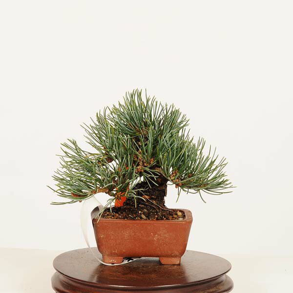 Other - 盆栽 特選：五葉松* 一点物　現品 ごようまつ　ゴヨウマツ　Goyoumatsu bonsai ミニ盆栽