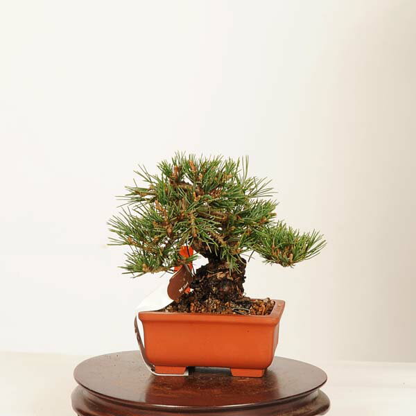 五叶松 - 盆栽 特選：五葉松* 一点物　現品 ごようまつ　ゴヨウマツ　Goyoumatsu bonsai ミニ盆栽