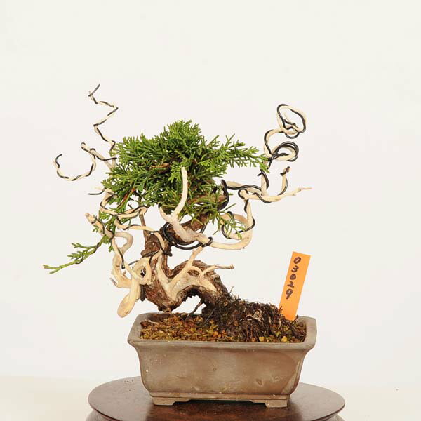 Rakuten - 盆栽：特選糸魚川真柏 現品* しんぱく　シンパク Sabina chinesis　Shinpaku bonsai 小品盆栽