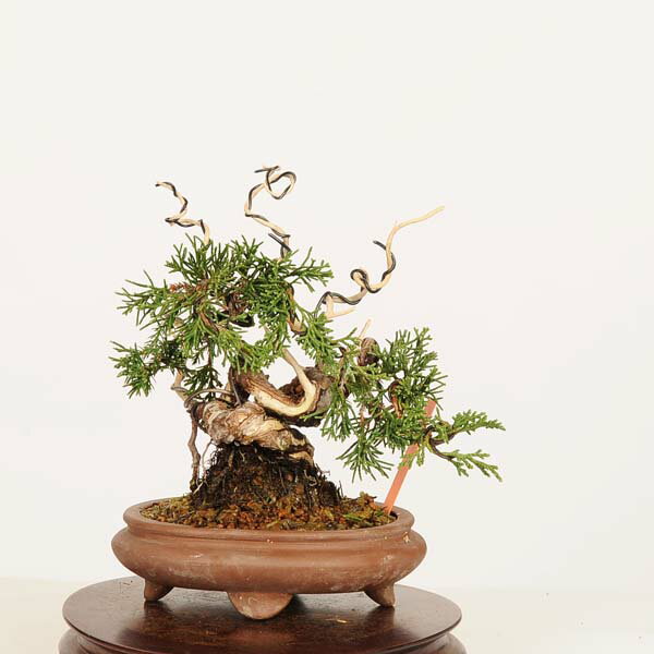 其它 - 盆栽：特選糸魚川真柏 現品* しんぱく　シンパク Sabina chinesis　Shinpaku bonsai 小品盆栽