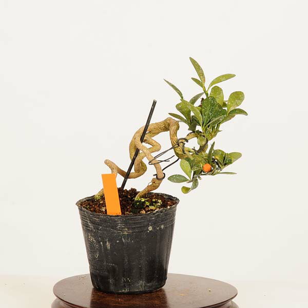 盆栽素材苗：キンズ　現品*一点物 金豆・きんず　kinzu bonsai 小品盆栽