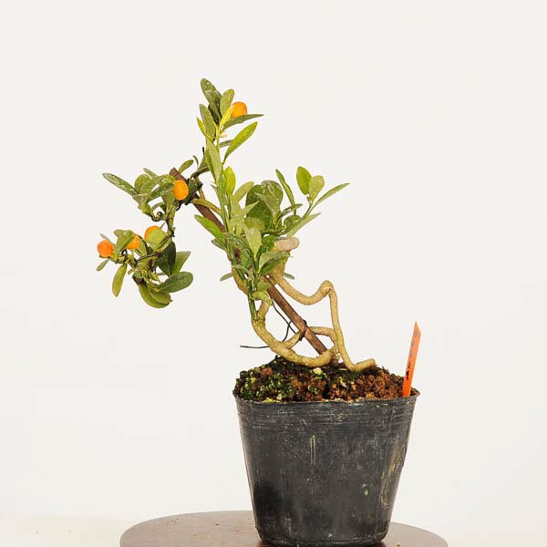 盆栽素材苗：キンズ　現品*一点物 金豆・きんず　kinzu bonsai 小品盆栽