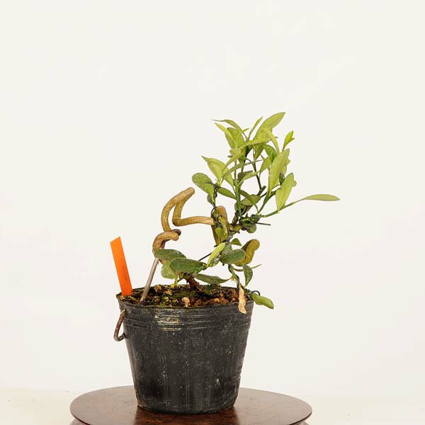 盆栽素材苗：キンズ　現品*一点物 金豆・きんず　kinzu bonsai 小品盆栽