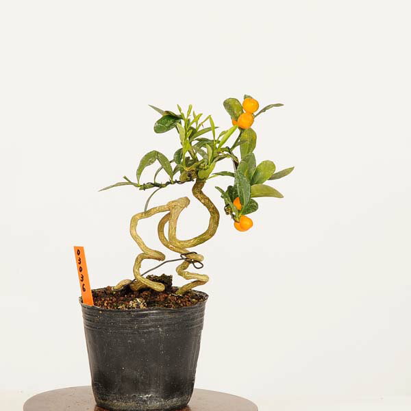 盆栽：キンズ　現品*金豆・きんず　kinzu bonsai 小品盆栽