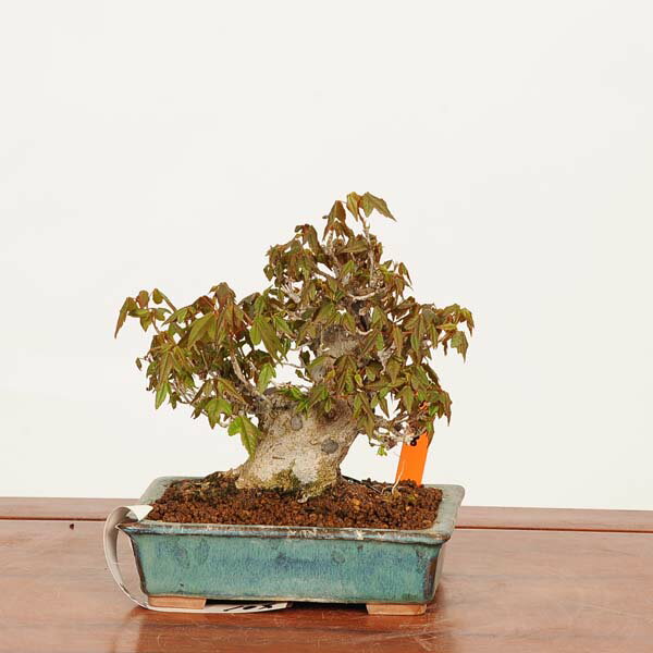 Other - 盆栽　特選：楓　現品*一点物 かえで　カエデ　Kaede bonsai Acer 小品盆栽