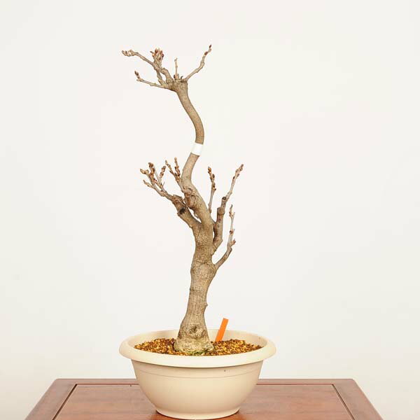 盆栽：一才藤　現品*一点物 ふじ　フジ　Fujibonsai 中品盆栽