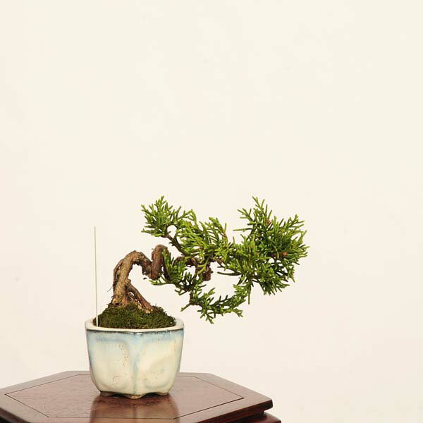 盆景 - 盆栽：糸魚川真柏 *現品 一点物 しんぱく　シンパク Sabina chinesis　Shinpaku bonsai ミニ盆栽