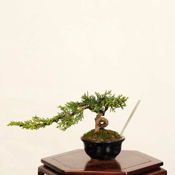 Rakuten - 盆栽：糸魚川真柏 *現品 一点物 しんぱく　シンパク Sabina chinesis　Shinpaku bonsai ミニ盆栽