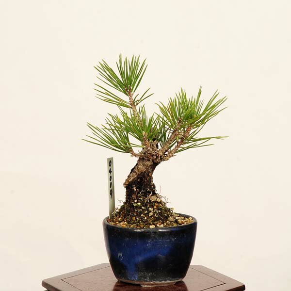 Rakuten - 盆栽：錦松* 現品 一点物 にしきまつ ニシキマツ　nisikimatsu bonsai ミニ盆栽