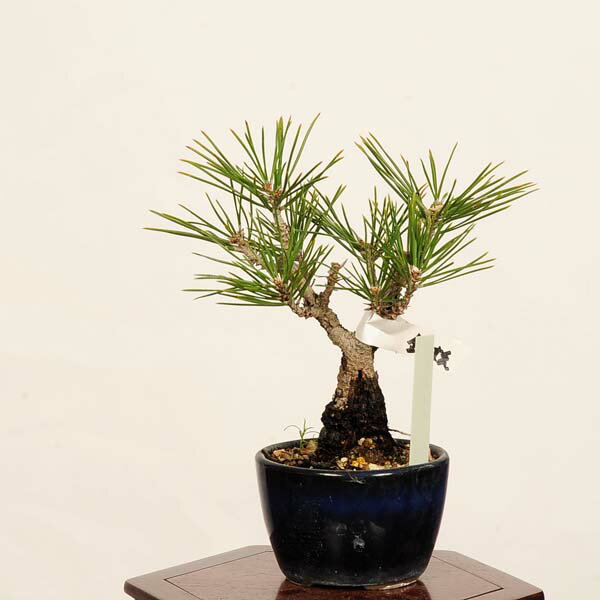盆栽：錦松 現品 一点物 にしきまつ ニシキマツ nisikimatsu bonsai ミニ盆栽
