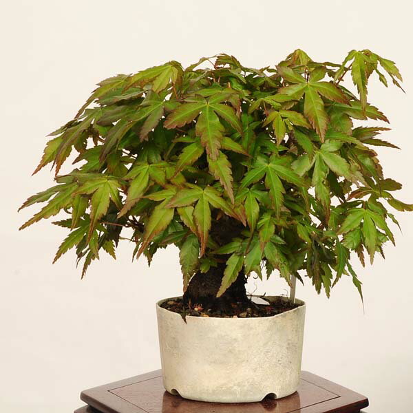 盆栽：山紅葉*現品 一点物 山もみじ　モミジ　Momiji bonsai ミニ盆栽