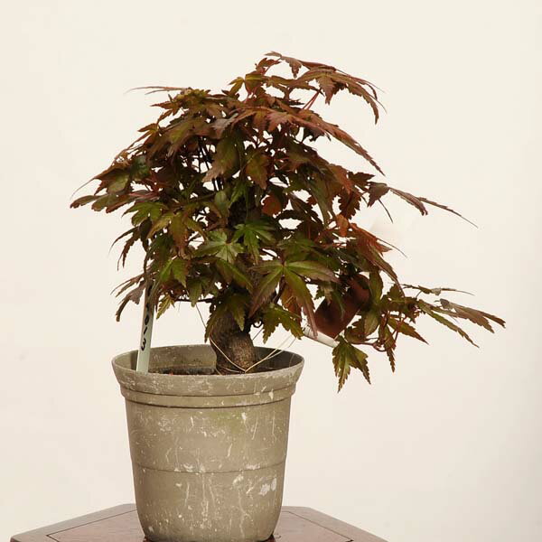 Rakuten - 盆栽：山紅葉*現品 一点物 山もみじ　モミジ　Momiji bonsai ミニ盆栽