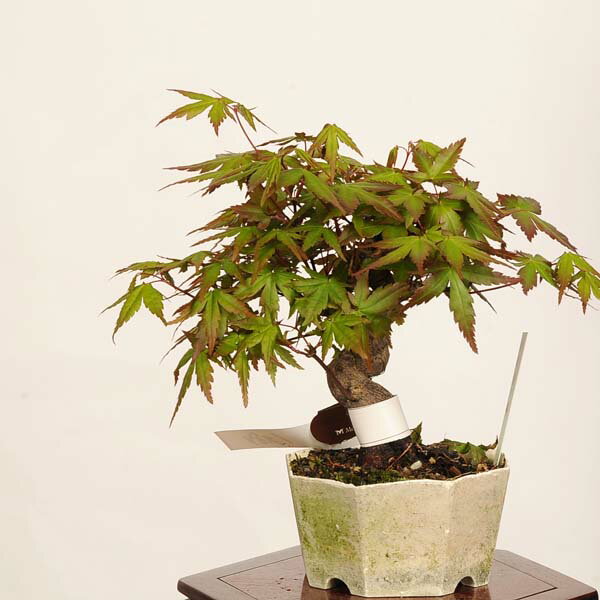 Other - 盆栽：山紅葉*現品 一点物 山もみじ　モミジ　Momiji bonsai ミニ盆栽