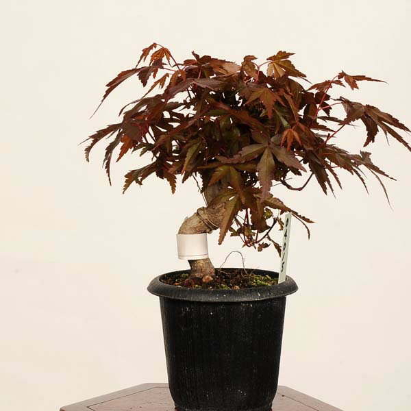Other - 盆栽：山紅葉*現品 一点物 山もみじ　モミジ　Momiji bonsai ミニ盆栽
