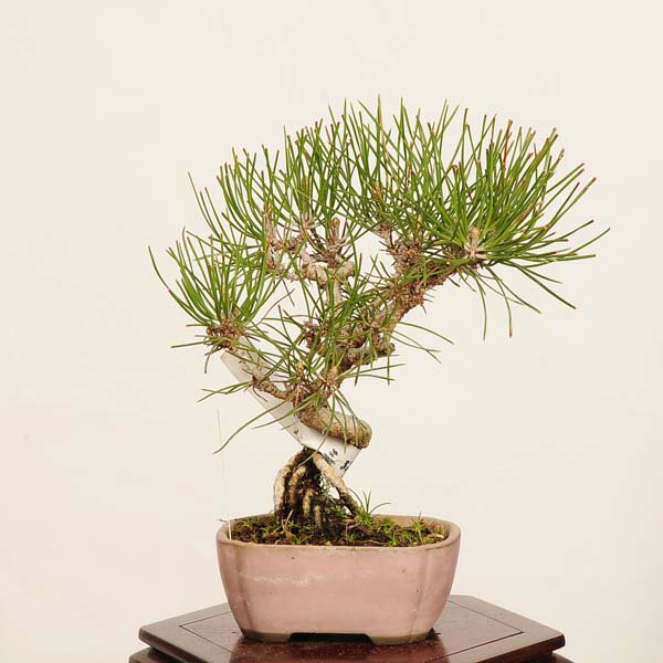 Rakuten - 盆栽 ：三河黒松*現品 一点物 くろまつ　クロマツ　Kuromatsu bonsai 小品盆栽