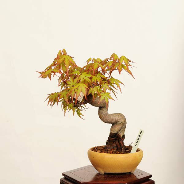Other - 盆栽：山紅葉*現品 一点物 山もみじ　モミジ　Momiji bonsai 小品盆栽