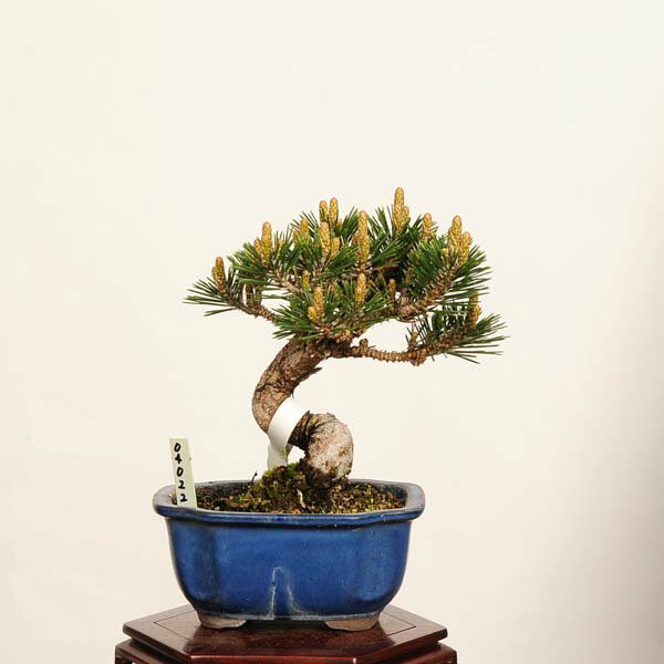 Rakuten - 盆栽：黒松(千寿丸)*　現品 くろまつ　クロマツ　Kuromatsu bonsai 小品盆栽