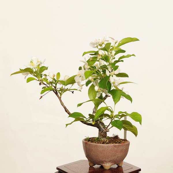 Rakuten - 盆栽：深山かいどう(姫美好)　現品*カイドウ Miyanakaidou bonsai 小品盆栽