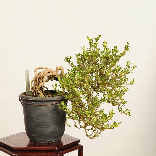 Rakuten - 盆栽：白丁花 現品*一点物 はくちょうげ ハクチョウゲ hakuchoge bonsai 小品盆栽