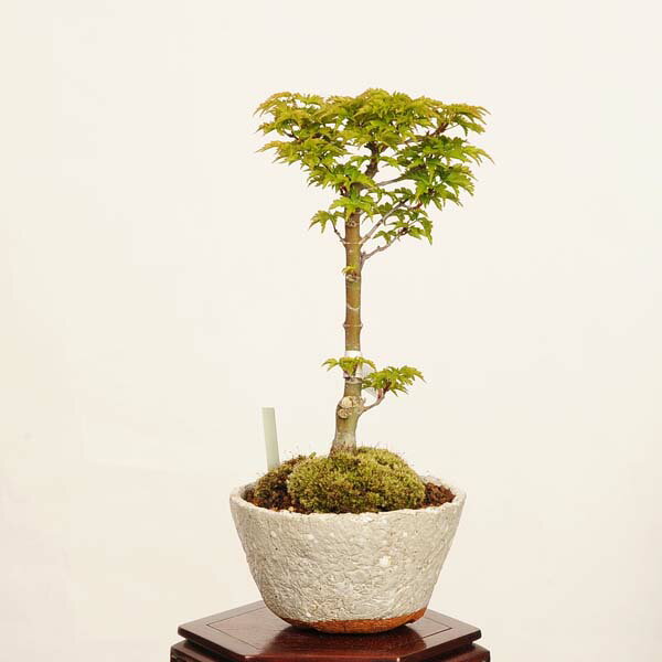 其它 - 盆栽：獅子頭(シシガシラ)紅葉*現品 一点物 もみじ　モミジ　Acer momiji bonsai 小品盆栽
