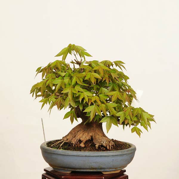 Rakuten - 盆栽　特選：楓　現品*一点物 かえで　カエデ　Kaede bonsai Acer 小品盆栽