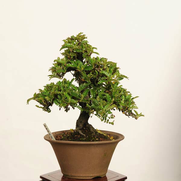 盆栽：磯山椒(いそざんしょう)現品 一点物 サンショウ Isozansyo Osreomeles anthyllidifolia var. subrotunda小品盆栽