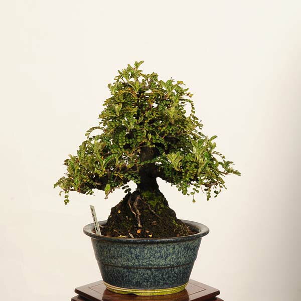 盆栽：磯山椒(いそざんしょう)現品 一点物 サンショウ Isozansyo Osreomeles anthyllidifolia var. subrotunda小品盆栽