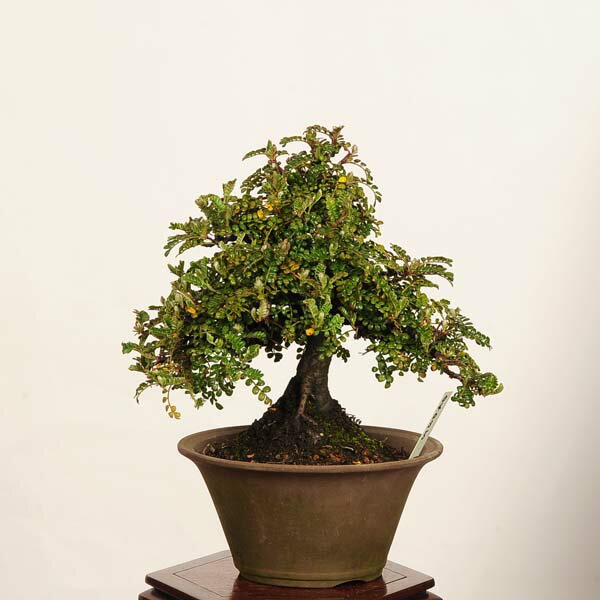 Rakuten - 盆栽：磯山椒(いそざんしょう)現品*一点物 サンショウ　Isozansyo　Osreomeles anthyllidifolia var. subrotunda小品盆栽