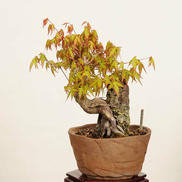 Rakuten - 盆栽 ：山紅葉石付　現品*山もみじ　モミジ　Momiji bonsai 中品盆栽