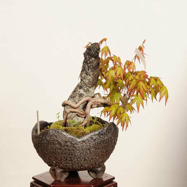 Rakuten - 盆栽 ：山紅葉石付　現品*山もみじ　モミジ　Momiji bonsai 中品盆栽