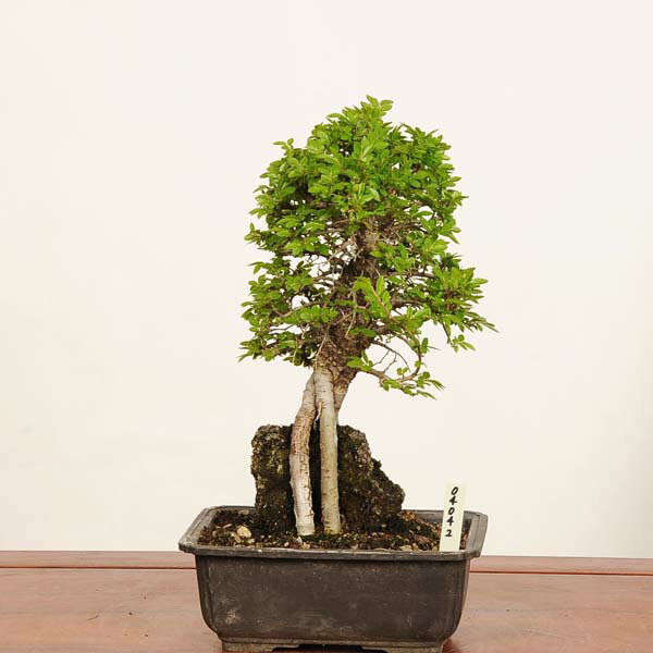 Rakuten - 盆栽：楡欅石付（にれけやき）　*現品 一点物 ニレケヤキ keyaki bonsai　小品盆栽