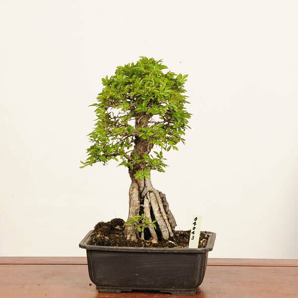 盆栽：楡欅石付（にれけやき）　*現品 一点物 ニレケヤキ keyaki bonsai　小品盆栽