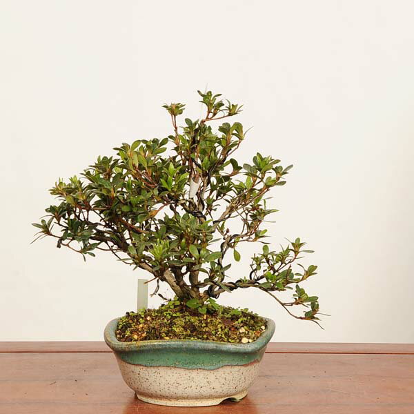 盆栽 ：皐月(菊姫)現品*一点物 さつき　サツキ Rhododendron indicum　Satsuki bonsai 中品盆栽