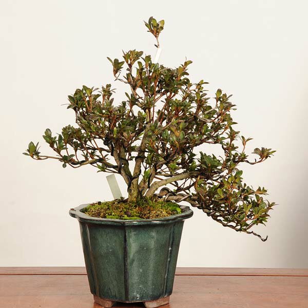 盆栽 ：皐月(菊姫)現品*一点物 さつき　サツキ Rhododendron indicum　Satsuki bonsai 中品盆栽