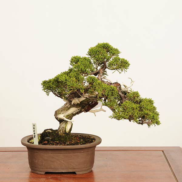 Rakuten - 盆栽 特選：真柏 現品* 一点物 しんぱく　シンパク　Shinpaku bonsai 中品盆栽