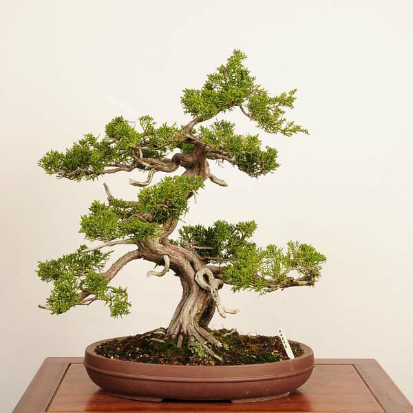 Rakuten - 盆栽 特選：真柏 現品*一点物 しんぱく　シンパク　Shinpaku bonsai 中品盆栽