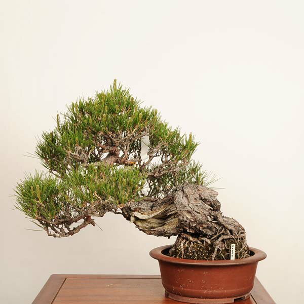 Rakuten - 盆栽 特選：赤松（アカマツ）*現品 一点物 あかまつ Akamatsu bonsai 大品盆栽 大型ヤマト便配送