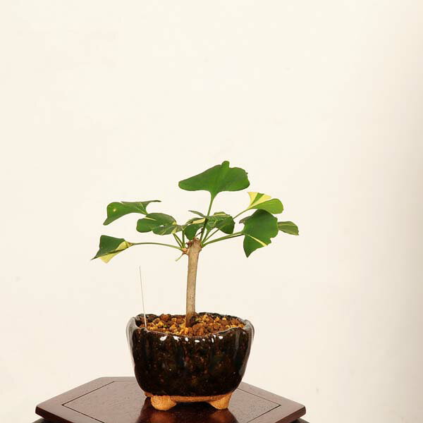 盆景 - 盆栽：斑入り銀杏(イチョウ)*現品 一点物 いちょう Icho bonsai ミニ盆栽