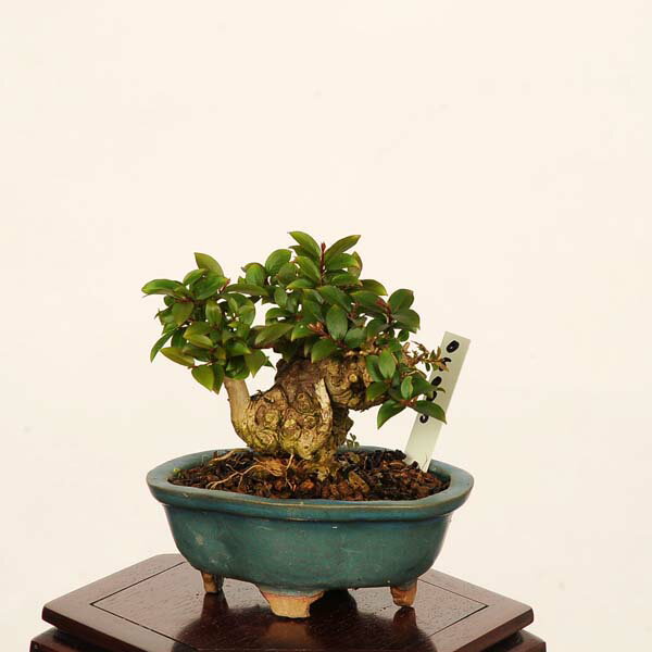 Other - 盆栽：姫百日紅*現品 一点物 さるすべり　サルスベリ sarusuberi　bonsai 　ミニ盆栽