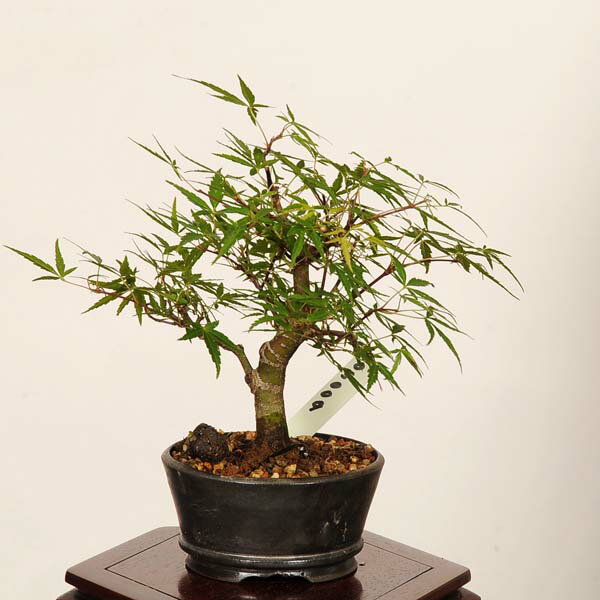 Other - 盆栽：長良川紅葉　現品*一点物 もみじ　ナガラガワモミジ　Momiji bonsai 小品盆栽