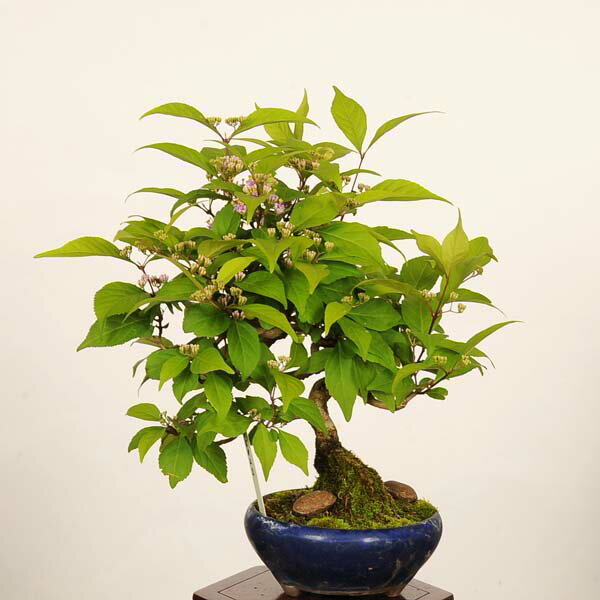 楽天市場】紫式部（盆栽｜花・観葉植物）：花・ガーデン・DIYの通販