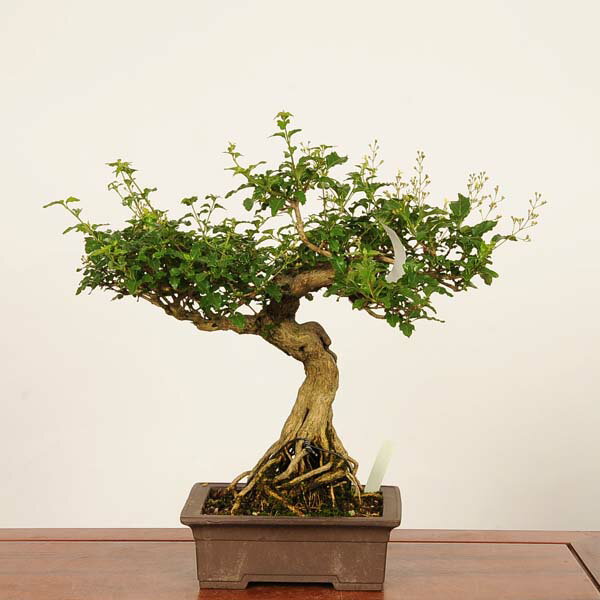 Bonsai - 盆栽：におい楓　現品*一点物 かえで　カエデ　Kaede bonsai Premna japonica 中品盆栽