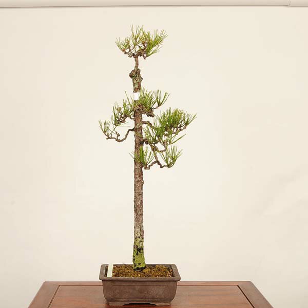 楽天市場】岩松（盆栽｜花・観葉植物）：花・ガーデン・DIYの通販