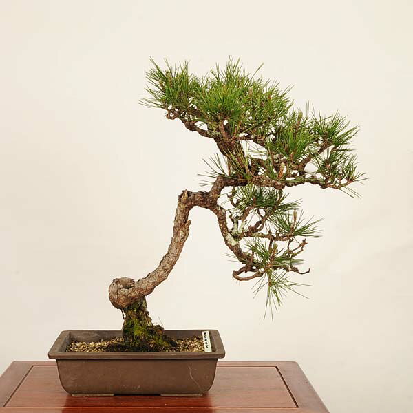 盆栽 ：三河黒松*(鉢カケ有)　現品 一点物 くろまつ　クロマツ　Kuromatsu bonsai 中品盆栽