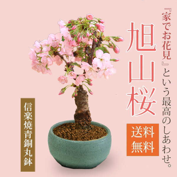 桜盆栽：旭山桜(信楽焼青銅中深丸鉢)*bonsai