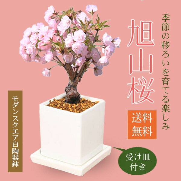 桜盆栽：旭山桜(モダンスクエア白陶器鉢) 受け皿付き【2026年開花終了】【送料無料】【即日出荷可】自宅でお花見 bonsai